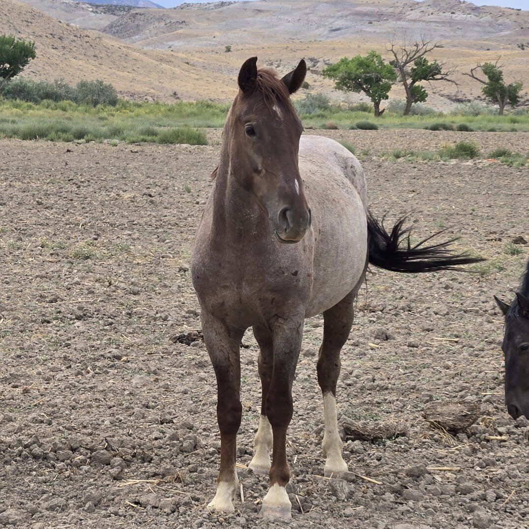 Red Roan 3.5yr old stud