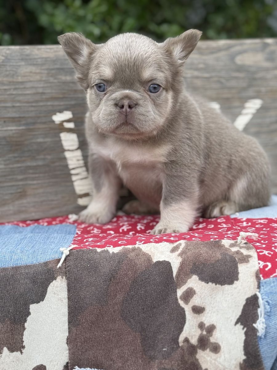 AKC French Bulldogs