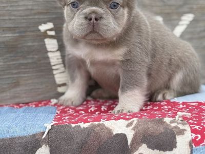 AKC French Bulldogs