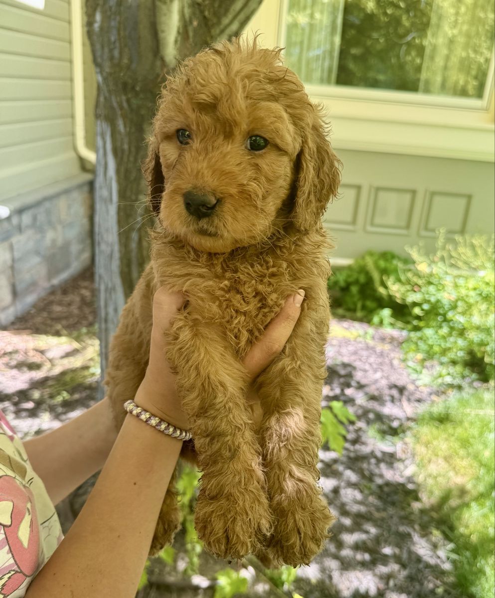 Nine Adorable Golden Doodle Retriever Puppies!  ready now!