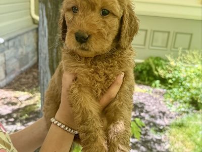 Nine Adorable Golden Doodle Retriever Puppies! ready now!