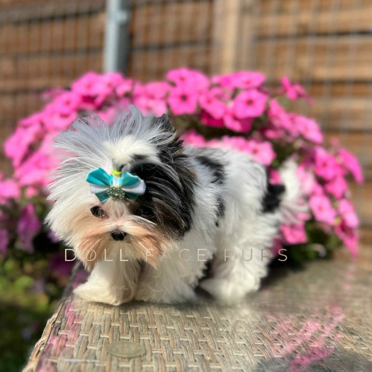 Doll Face Pup - Yorkies