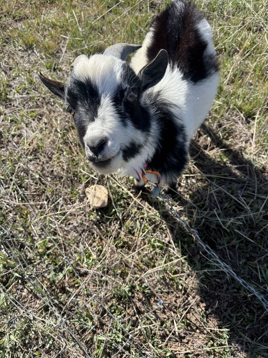 one year old mini Nigerian billy goat