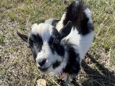 one year old mini Nigerian billy goat