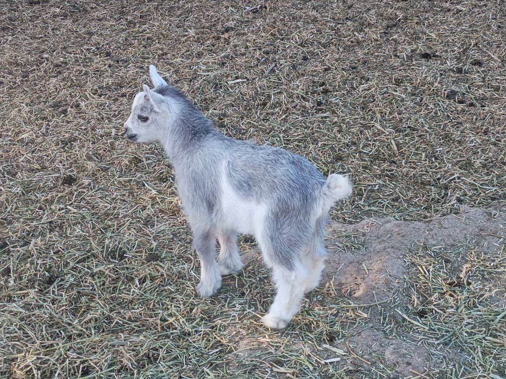 ADGA Nigerian Dwarf Buckling