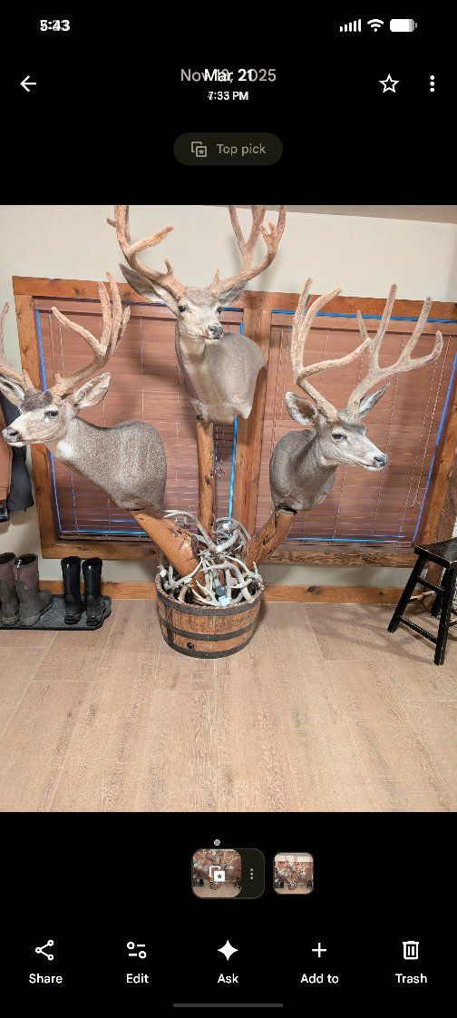 taxidermy pedestal