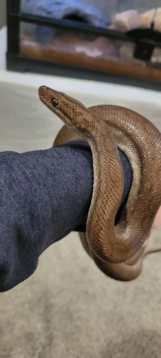 Beautiful Male Columbian Rainbow Boa