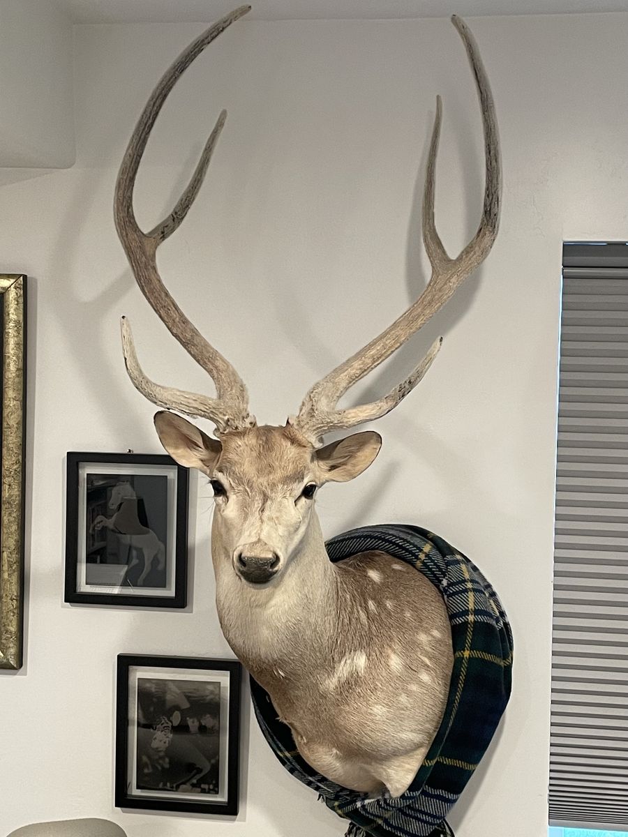 Stunning Axis Deer Shoulder Mount with Complete Velvet Antlers - Excellent Condition Taxidermy