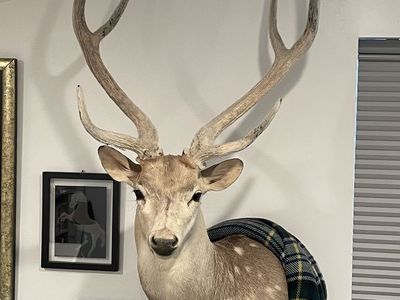 Stunning Axis Deer Shoulder Mount with Complete Velvet Antlers - Excellent Condition Taxidermy