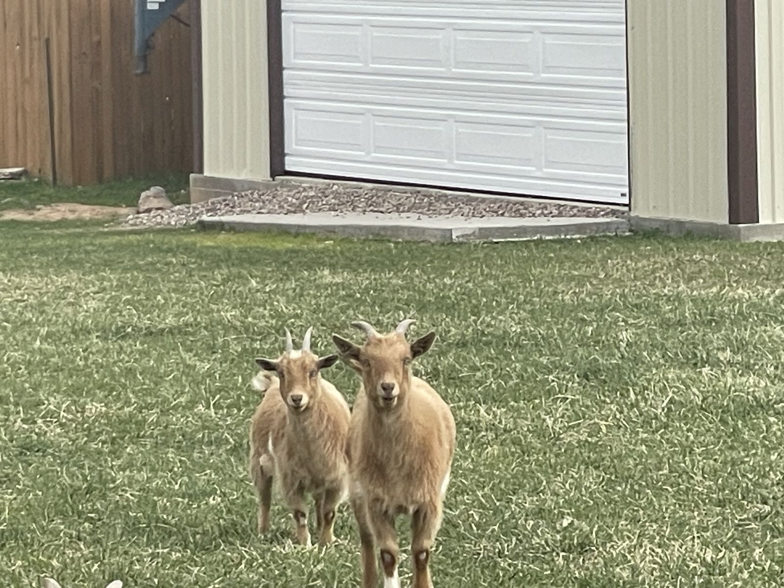 Nigerian Dwarf Goats