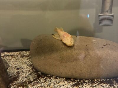 Fish For Sale Or Trade