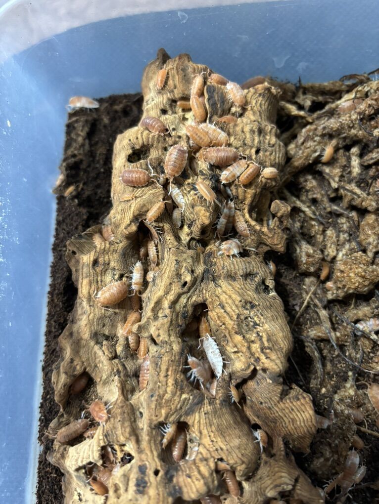 Porcellio scaber Koi Isopods