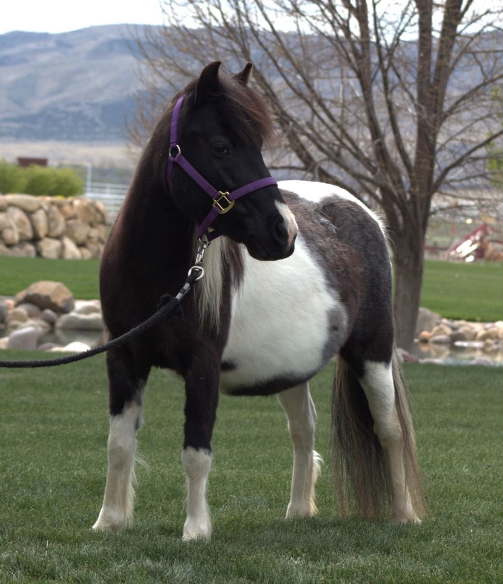 Miniature Pregnant Pony –Kid Safe & Broke to Drive
