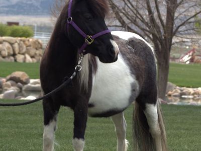 Miniature Pregnant Pony –Kid Safe & Broke to Drive