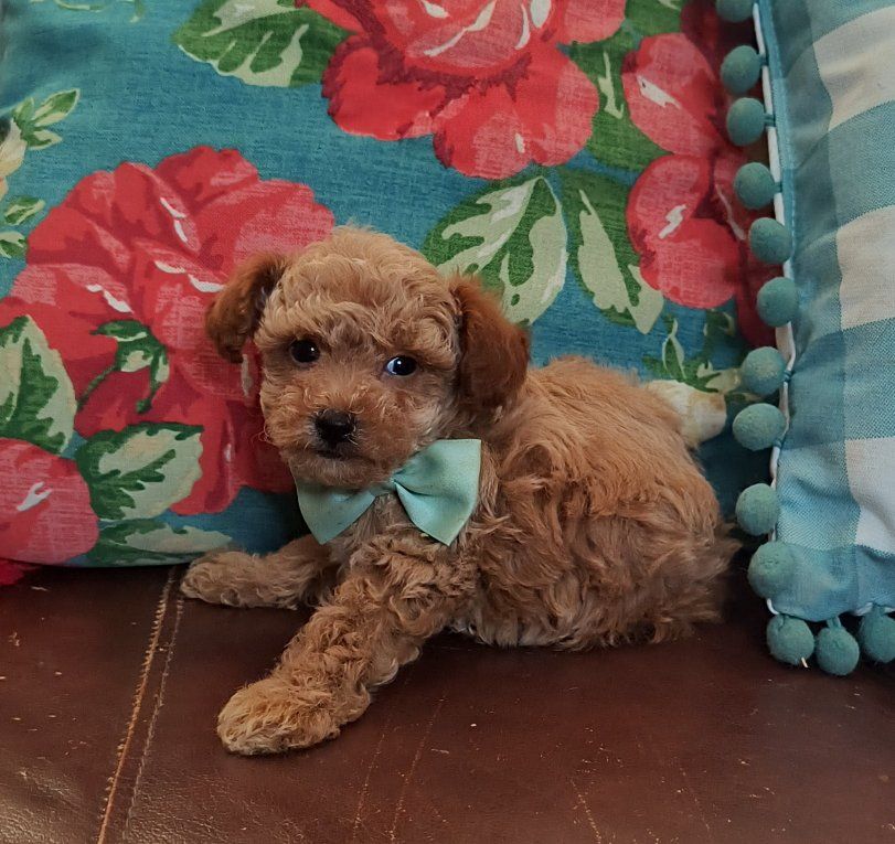 Adorable Small Toy Poodle Puppy