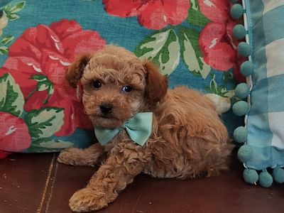 Adorable Small Toy Poodle Puppy