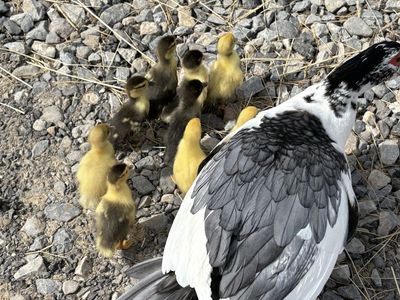 Muscovy Ducklings