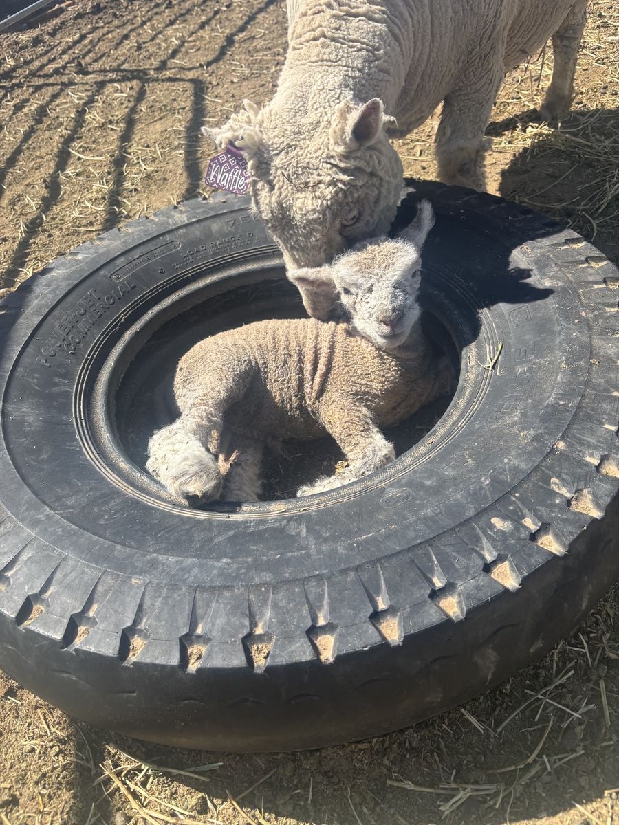 Babydoll Ram Lamb