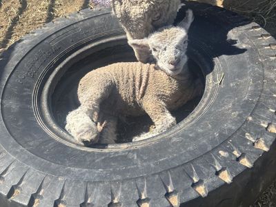 Babydoll Ram Lamb