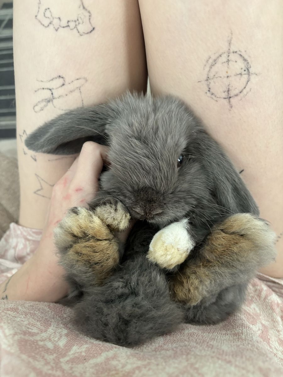 Beautiful Holland bunny heterochromia eyes