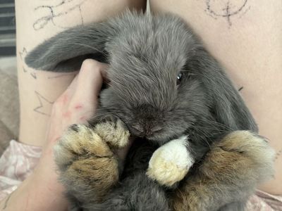 Beautiful Holland bunny heterochromia eyes