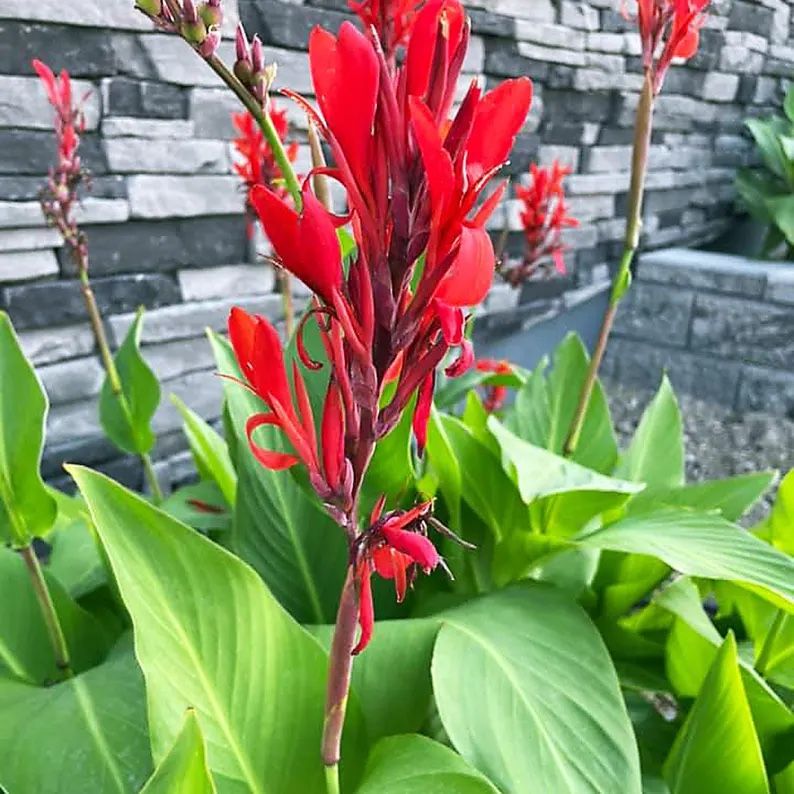 Red Canna Lilies