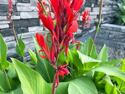 Red Canna Lilies