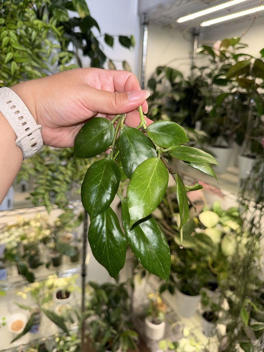 Hoya obscura - Plant