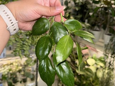 Hoya obscura - Plant