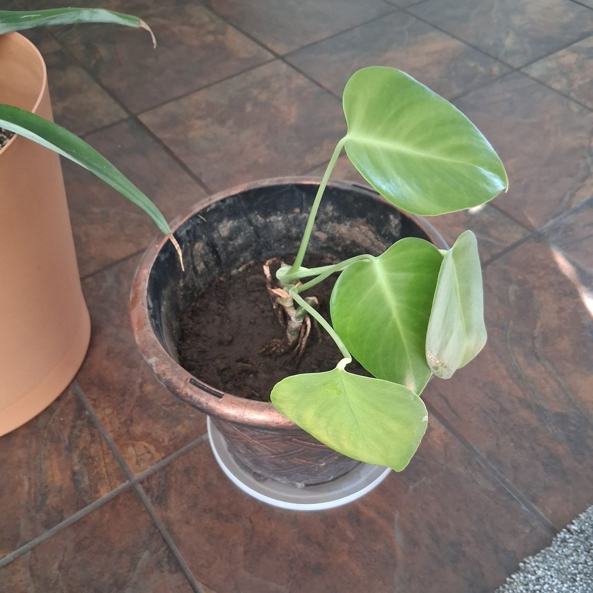 Free Young Monstera, Swiss Cheese Plant.