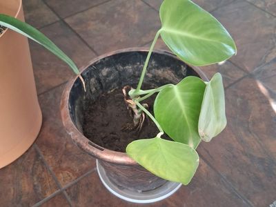 Free Young Monstera, Swiss Cheese Plant.