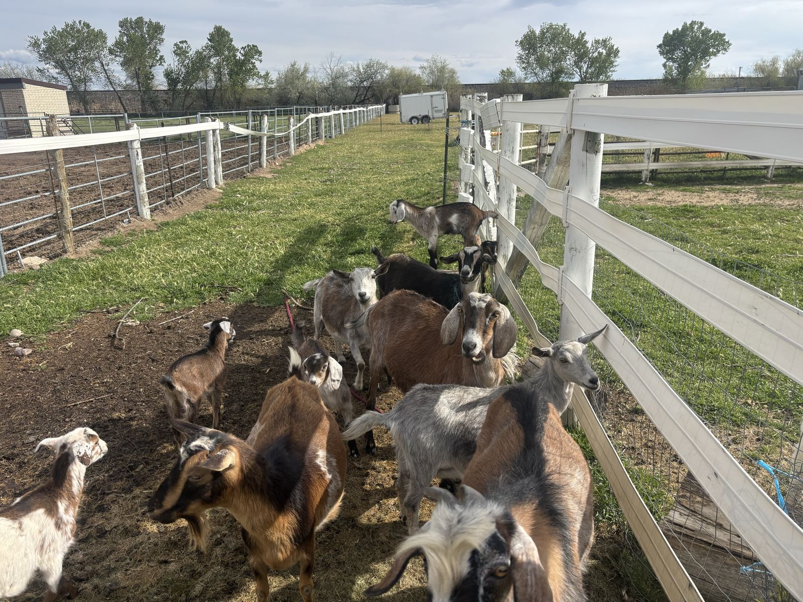 Goat herd