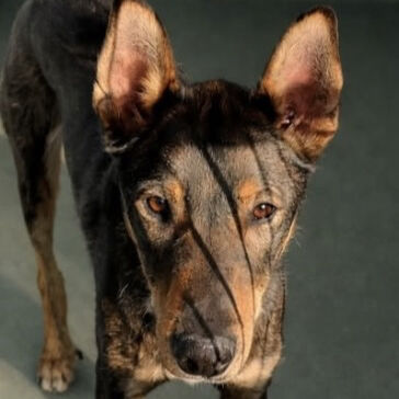 Manny - Shepherd Mix