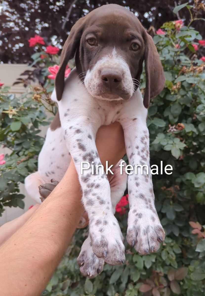 AKC/Purebred German Shorthair Pointer Puppies (GSP)