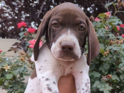 AKC/Purebred German Shorthair Pointer Puppies (GSP)
