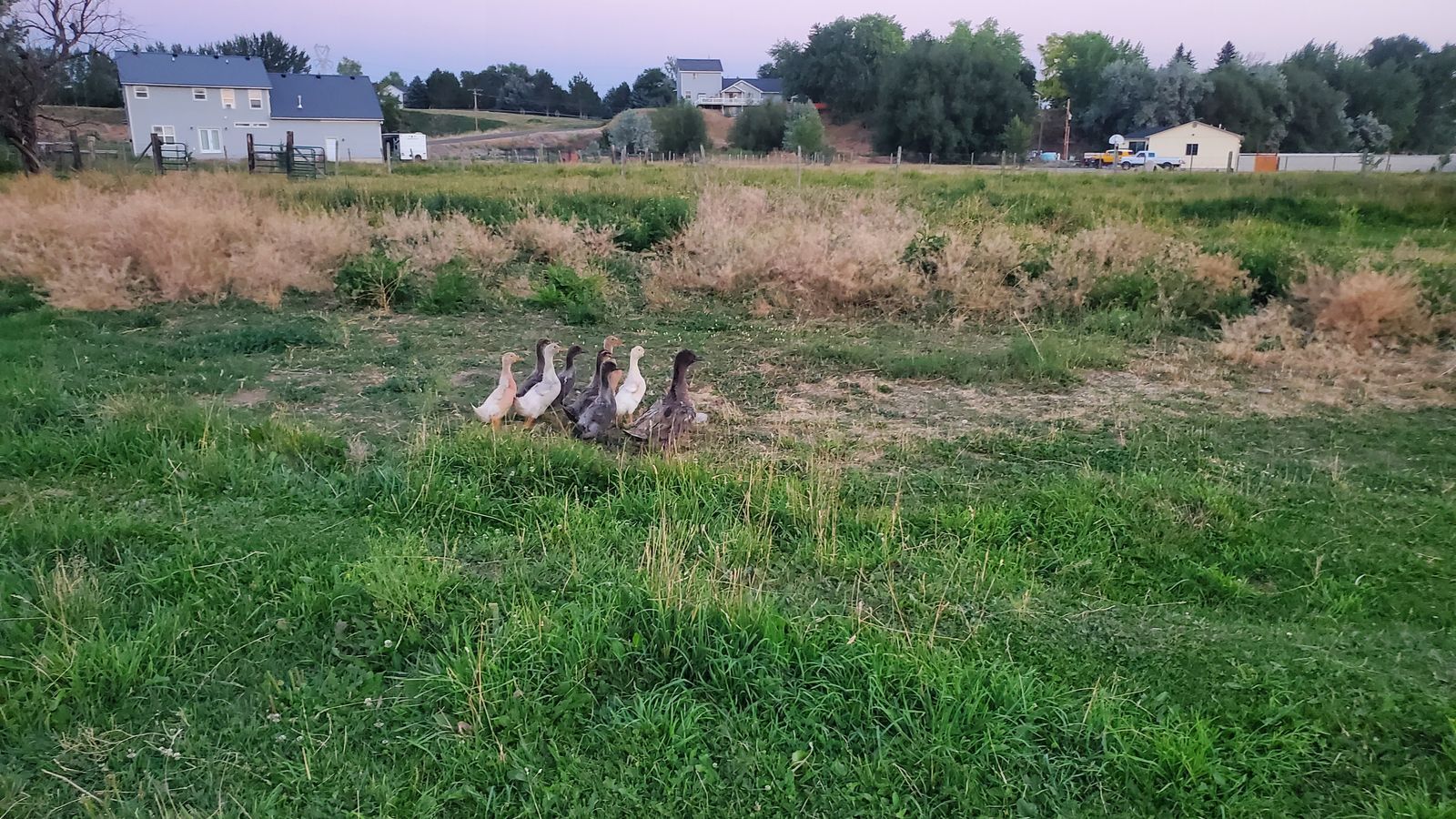 8 ducklings