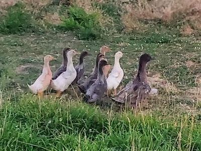 8 ducklings