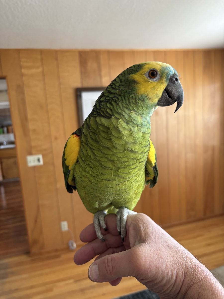 Blue Front Amazon Parrot
