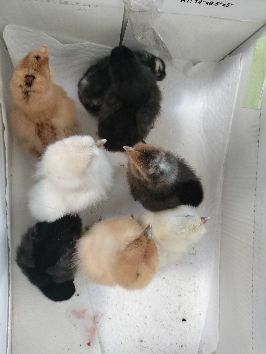 Baby chicks!!
