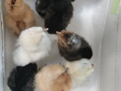 Baby chicks!!