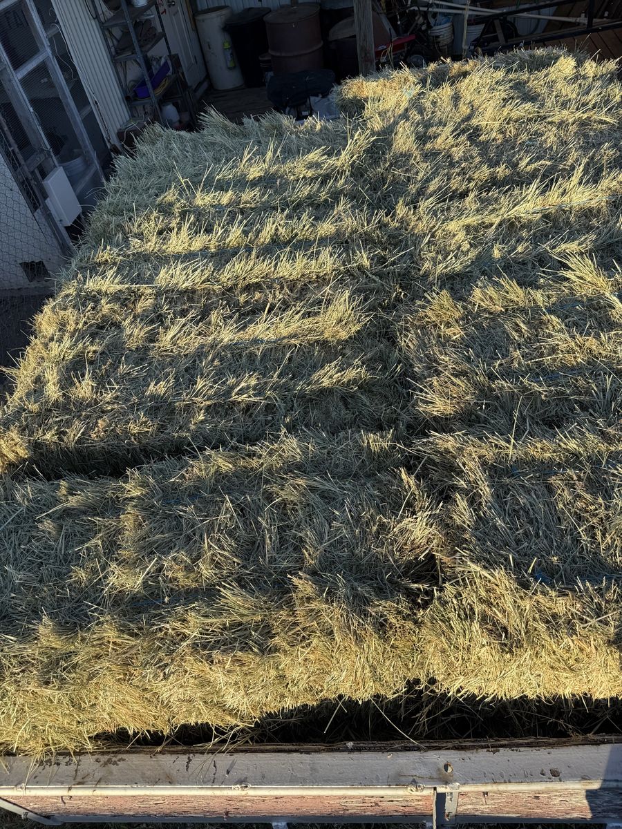 Clean pasture grass hay.