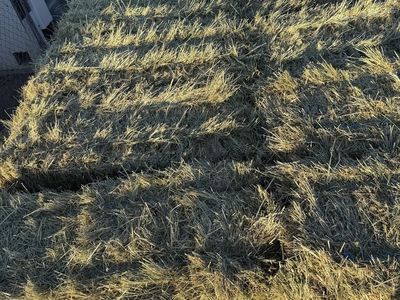Clean pasture grass hay.