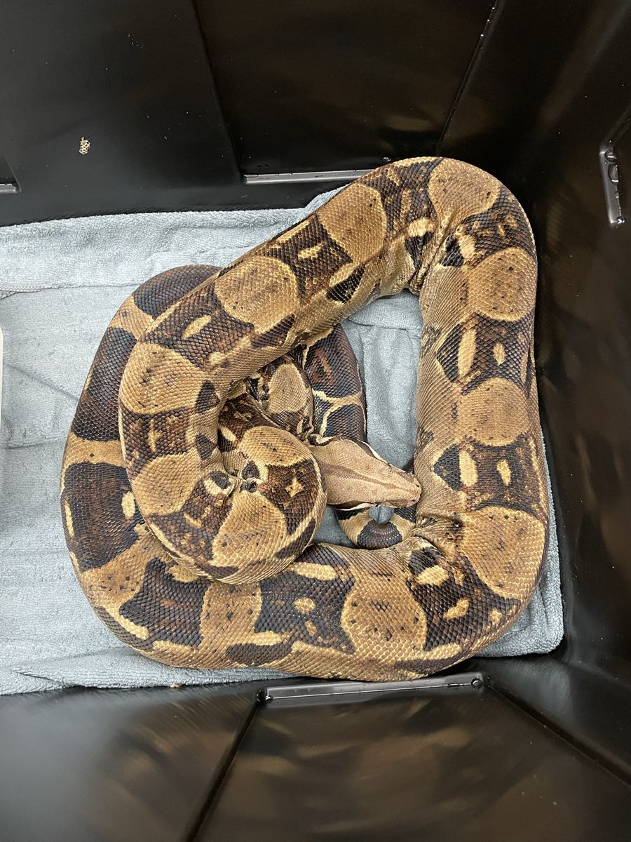 Red Tail Boa
