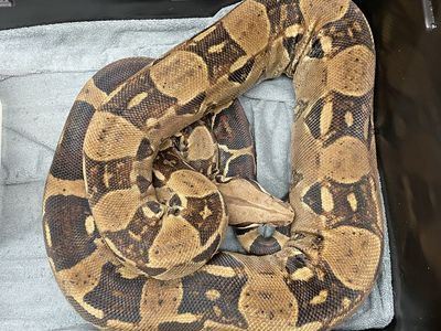 Red Tail Boa