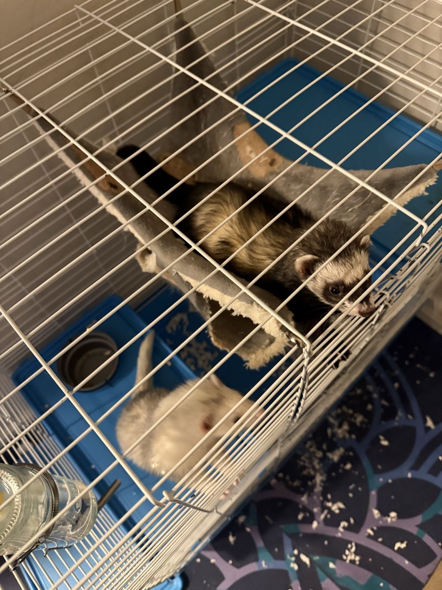 Ferrets