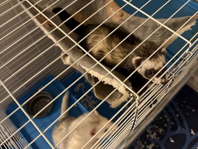 Ferrets