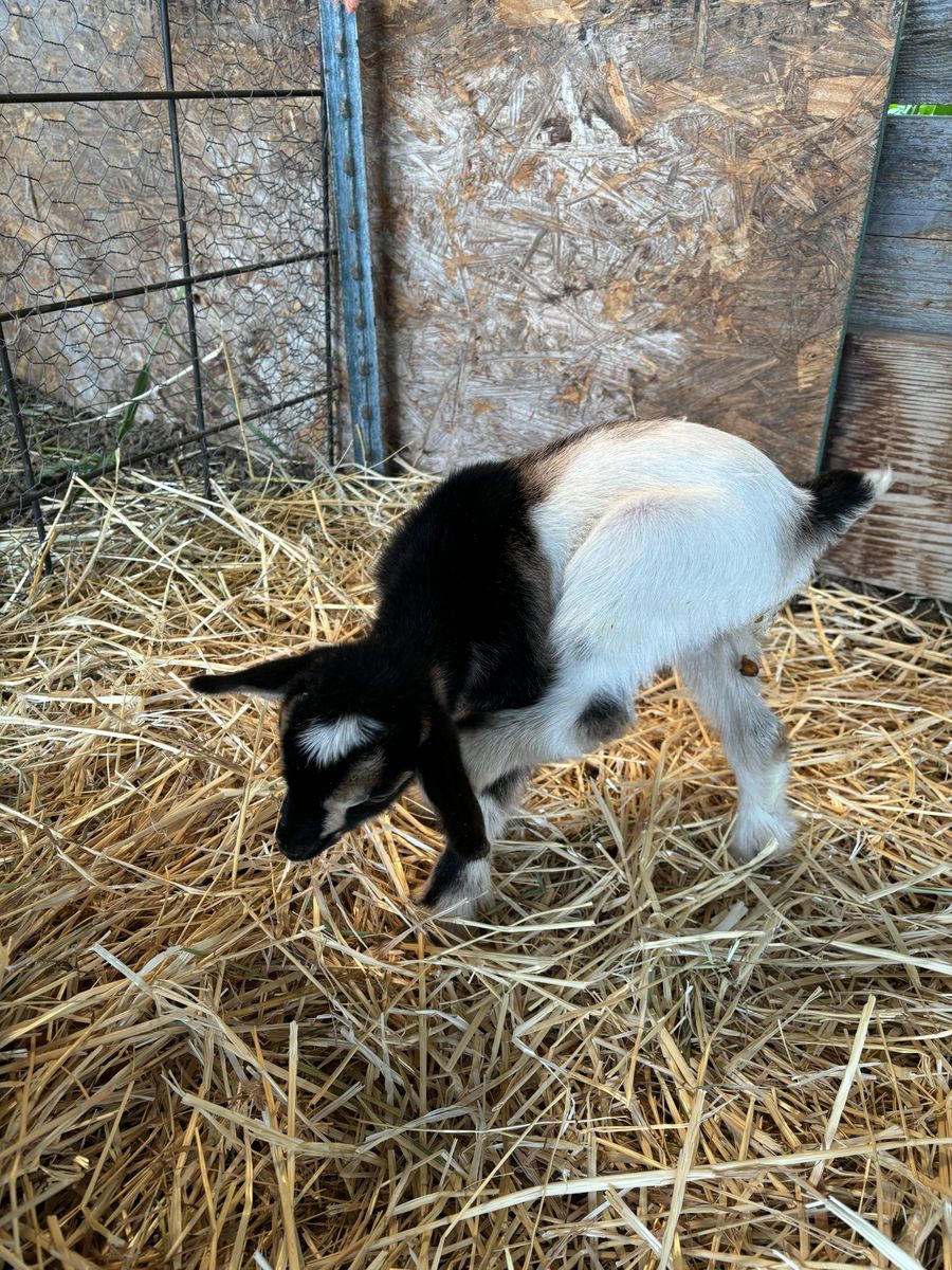 Bottle Baby! Cute Nigerian Dwarf Buckling!