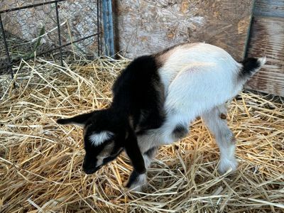 Bottle Baby! Cute Nigerian Dwarf Buckling!