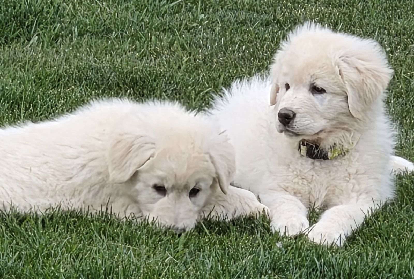 LGD - Maremma Sheepdog Puppies (Registered)