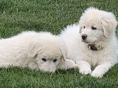 LGD - Maremma Sheepdog Puppies (Registered)